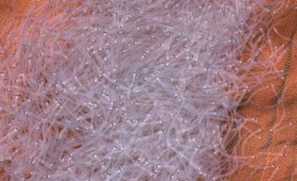 渔期接近尾声，截至3月上旬东亚地区累计捕获鳗苗约72吨